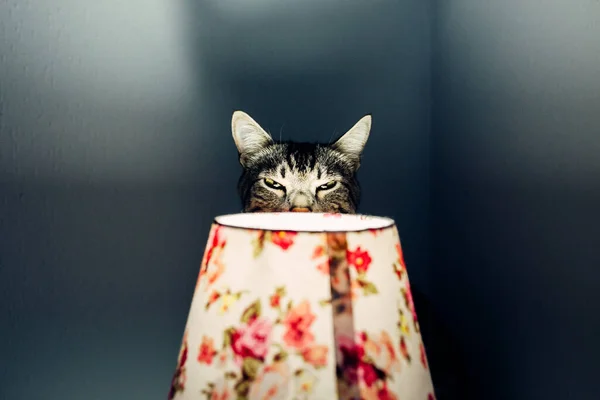 A tabby cat hiding behind the lamp shade