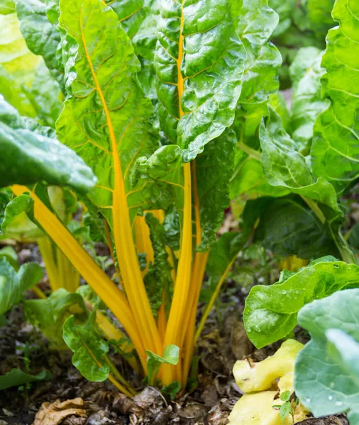 Yellow Chard Plant Green Leaves Vegetable Garden Spring — Stock Photo, Image