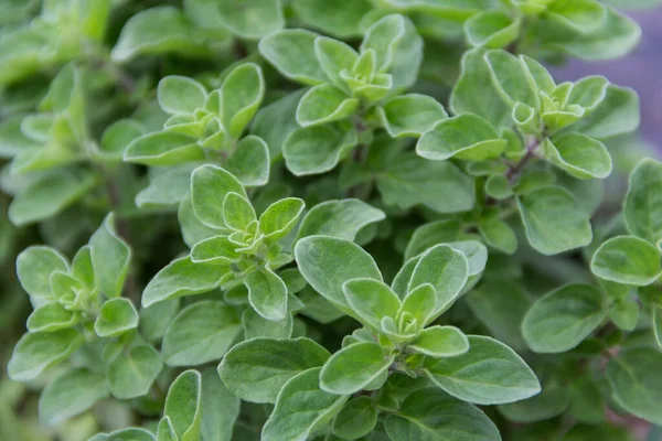 Foglie Fresche Origano Nell Orto Biologico Primavera — Foto Stock