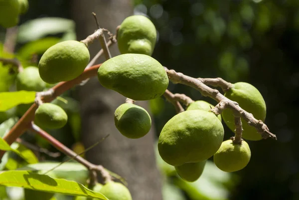 Gröna Mangos Gren Guatemala Mangifera Indica Centralamerika — Stockfoto