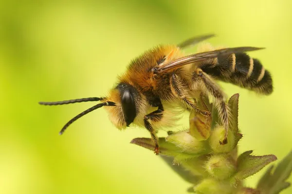 Närbild Den Manliga Den Röda Bartsia Melitta Tricincta Sitter Sin — Stockfoto