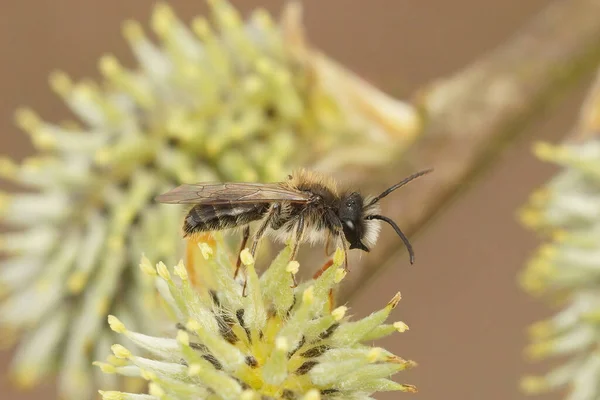 Close Een Mannelijke Kleine Bij Andrena Preacox Zittend Een Geitenwilg — Stockfoto
