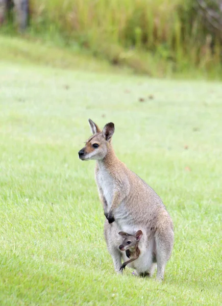 Wallaby Pescoço Vermelho Com Joey Relaxado Bolsa Nova Gales Sul — Fotografia de Stock