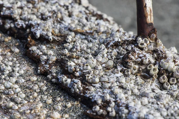 Большая Группа Маленьких Моллюсков Дереве Пляже Черного Моря — стоковое фото
