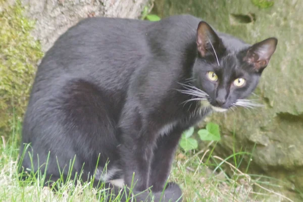 Gato Negro Con Gran Mancha Blanca Cuello Mira Con Interés — Foto de Stock