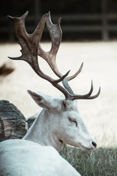 Selective Rear Albino White Tailed Deer Resting Grass — Stock Photo, Image