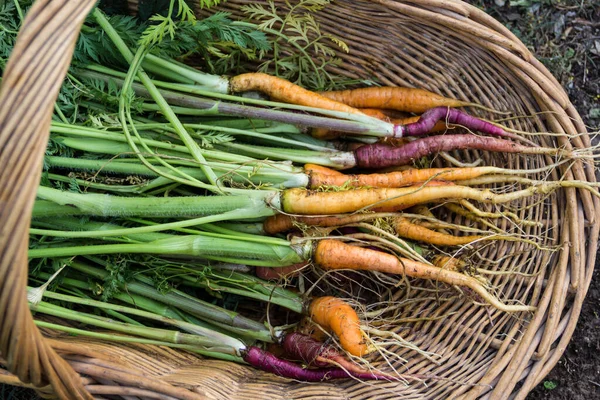 Basket Variety Carrots Harvested Family Garden — Stock Photo, Image