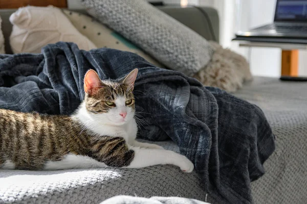 Foto Cerca Lindo Gato Relajándose Acogedor Sofá — Foto de Stock