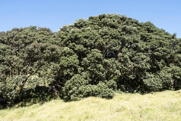 View Pohutukawa Tree Green Grass Bright Day Light — Stock Photo, Image