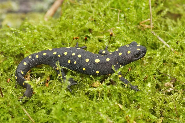 Fechar Tritão Manchado Strauch Juvenil Terrestre Neurergus Strauchii Sentado Musgo — Fotografia de Stock