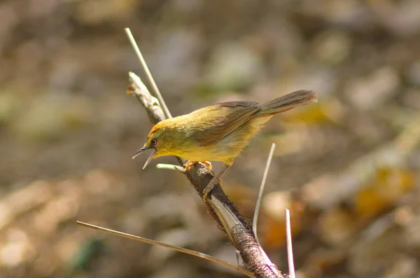 Yellow bird perching on bamboo stick