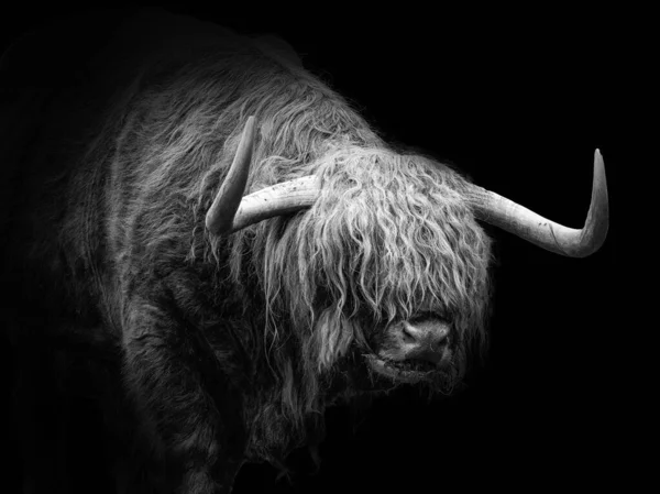 Közelkép Egy Skót Hegyvidéki Tehénről Fekete Háttérrel — Stock Fotó