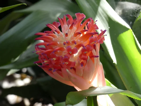 Flor Exótica Floreciendo Con Flor Roja Puntiaguda — Foto de Stock