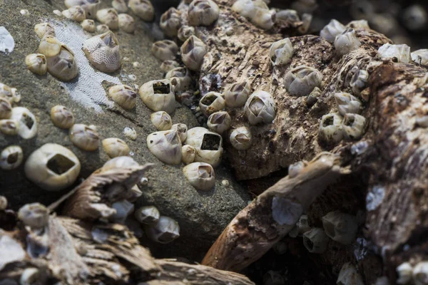 大群的小蛤蟆在木头上 在黑海的海滩上 — 图库照片