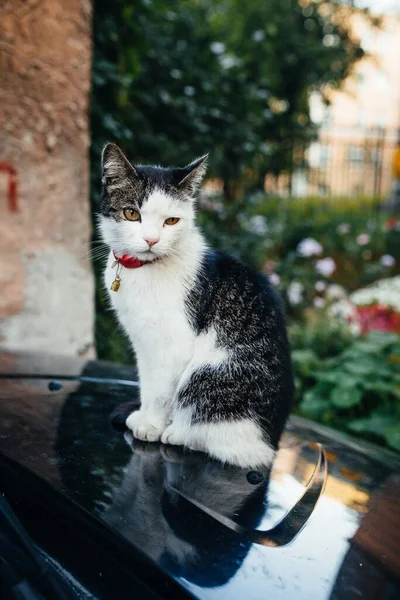 Arabanın Kaputunda Oturan Tekir Bir Kedi — Stok fotoğraf