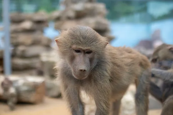 Baboon Close Face Young Bab — стоковое фото