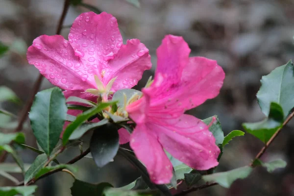 Zbliżenie Strzał Różowy Rododendron Kwiaty Ogrodzie — Zdjęcie stockowe