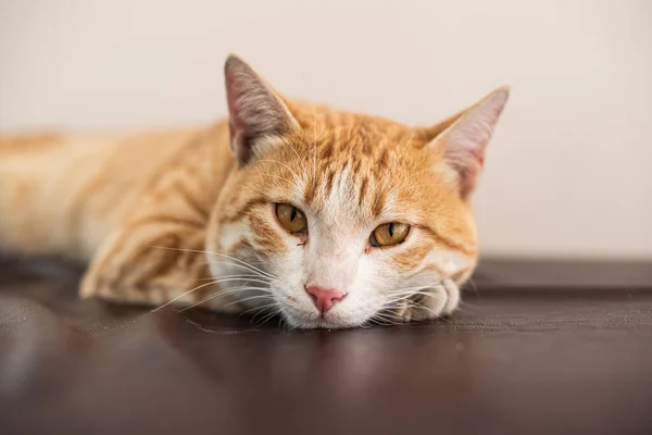 Ett Porträtt Ingefära Katt Tittar Kameran — Stockfoto