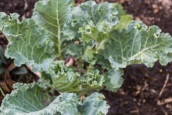 Young Kale Grown Organic Garden Spring — Stock Photo, Image