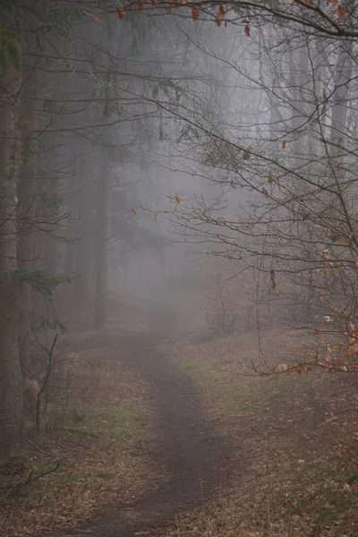 冷たい霧の森の中のトレイル — ストック写真