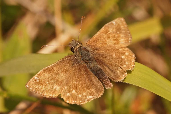 Closeup Small Brown Dingy Skipper Butterfly Erynnis Tages Gard France — Stock Photo, Image