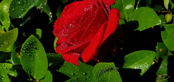 Ένα Κοντινό Ένα Κόκκινο Τριαντάφυλλο Καλυμμένο Σταγόνες Βροχής Ένα Χωράφι — Φωτογραφία Αρχείου