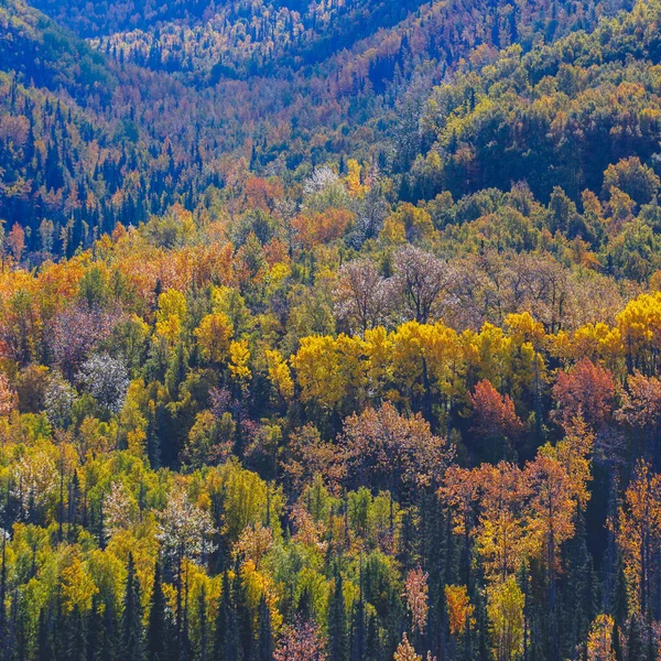 Folhagem Colorida Árvores Coníferas Mistas Floresta Outono — Fotografia de Stock