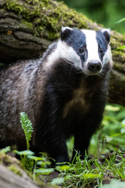 Badger Forest Looking While Being Attentive — Stok Foto