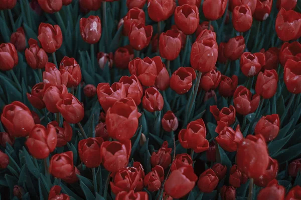 Zbliżenie Czerwonych Tulipanów Kroplami Wody — Zdjęcie stockowe