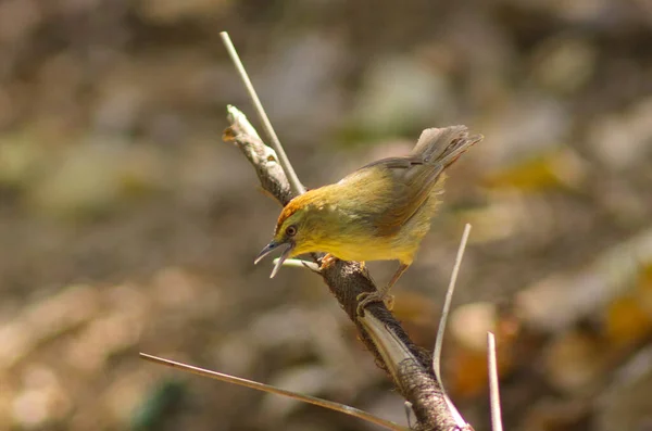 Yellow bird perching on bamboo stick