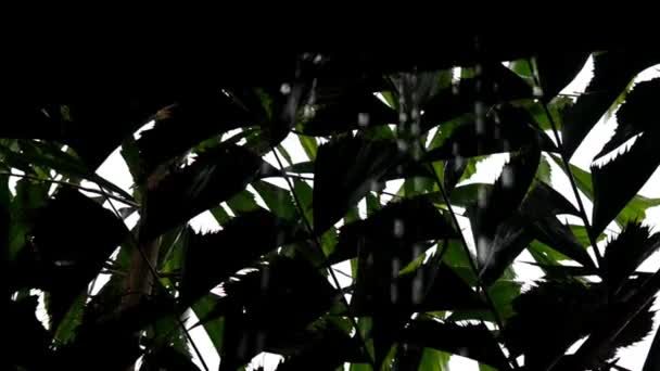 黑色背景上的叶子 — 图库视频影像