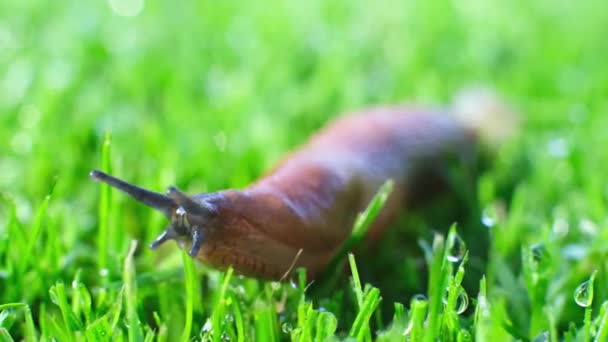 Een Close Shot Van Een Slak Een Groen Gras — Stockvideo