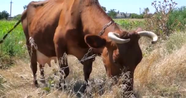 Stado Krowy Stojącej Łące — Wideo stockowe