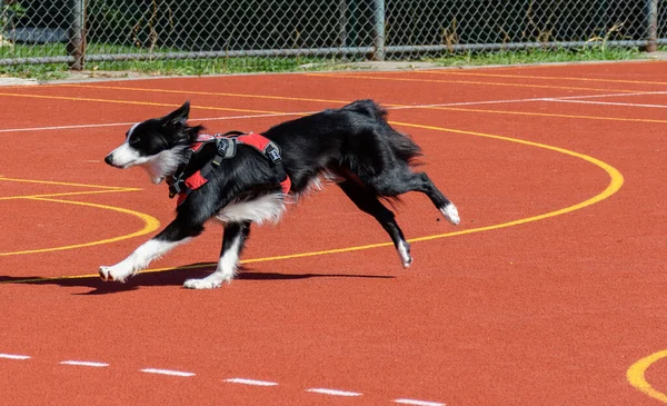 Adorable border collie service dog running around agility course during search and rescue training