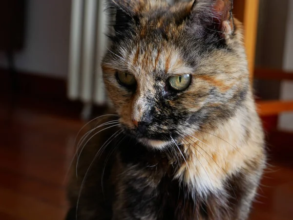 Pěkný Obrázek Černé Hnědé Kočky — Stock fotografie