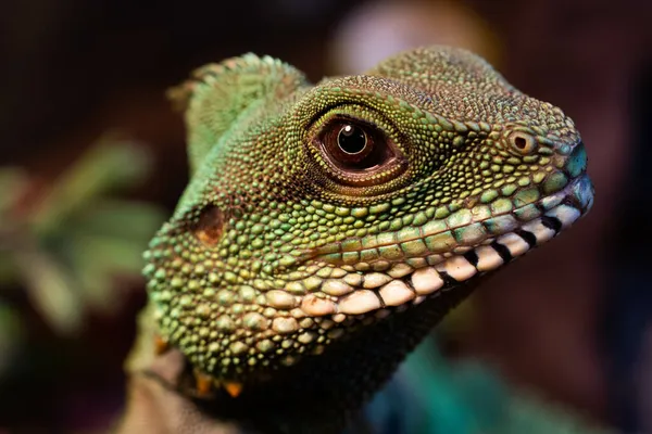 Close Dragão Água Verde Olhando Para Câmera — Fotografia de Stock