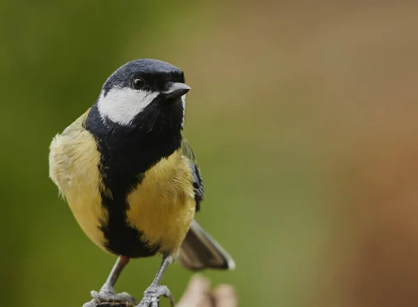 Selective Focus Great Tit Bird Perched Tree Blurred Background — Zdjęcie stockowe