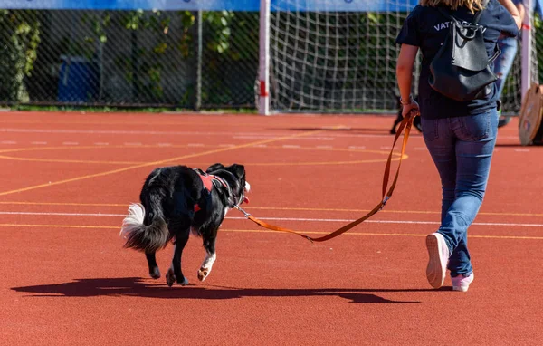 Border collie service dog and trainer demonstrating search and rescue exercise during training