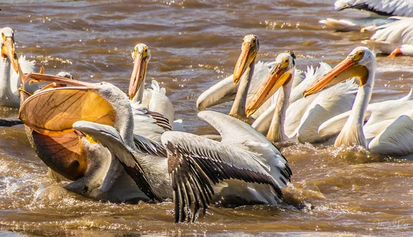 Eine Gruppe Von Pelikanen Pelecanus Onocrotalus Einem See — Stockfoto