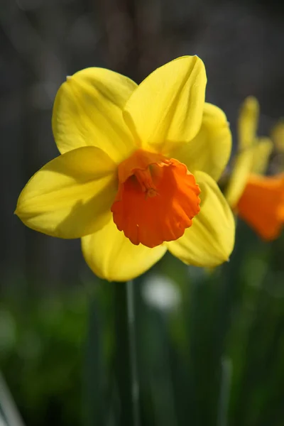 亮黄色和橙色水仙花 水仙花变种 Cyclamineus Daffodil — 图库照片