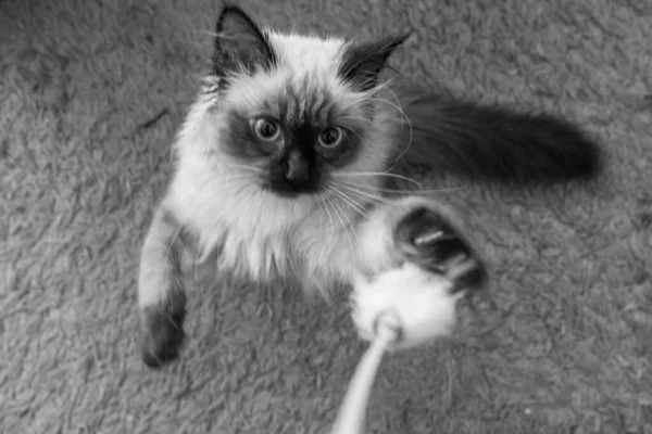 Grayscale High Angle Shot Birman Breed Cat Trying Catch Toy — Stock Photo, Image