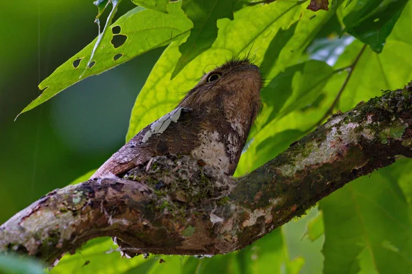 Vreemde Kikkerbek Vogel Met Schattige Kuikens — Stockfoto