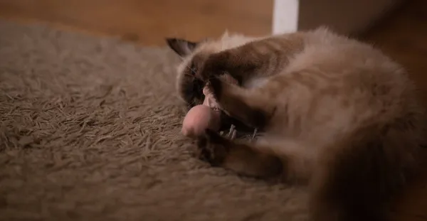 Gato Birman Esponjoso Acostado Alfombra Está Jugando Con Juguete Suave —  Fotos de Stock