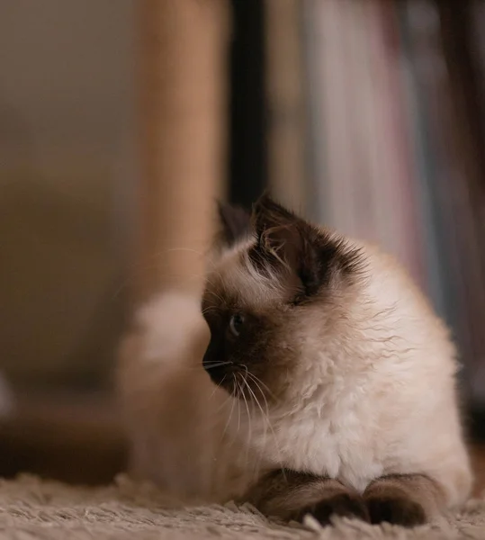 床に寝そべってる奇妙なふわふわのバーマン猫 — ストック写真