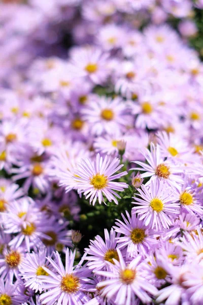 Fim Vertical Muitas Flores Violetas Jardim Disparou Dia Ensolarado Tiro — Fotografia de Stock