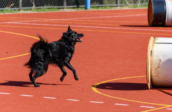 Black service dog in action during search and rescue training.