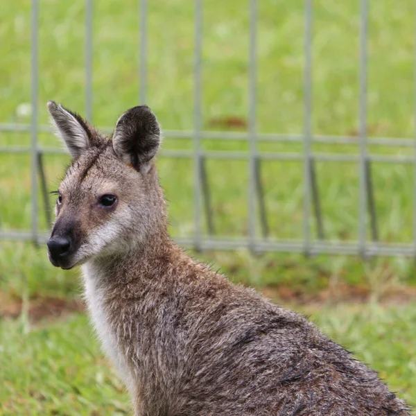 Roodhalswallaby Buurt Van Door Mens Gemaakte Grens New South Wales — Stockfoto