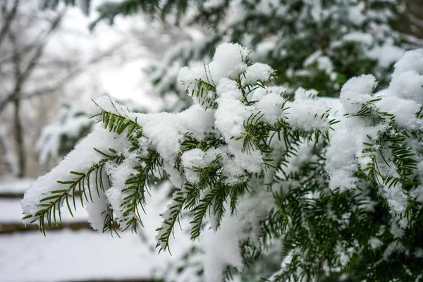 Imagem Galho Pinho Com Restos Neve Após Uma Tempestade Neve — Fotografia de Stock