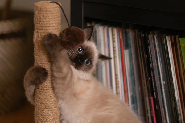 An adorable Birman cat is hugging a scratching post on a cat tree house
