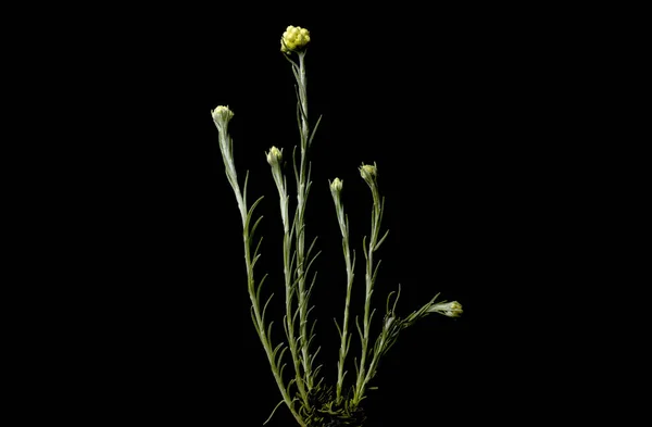 Helichrysum Stoechas Також Відома Середземноморська Полуниця Каррі Або Вічна Квітка — стокове фото